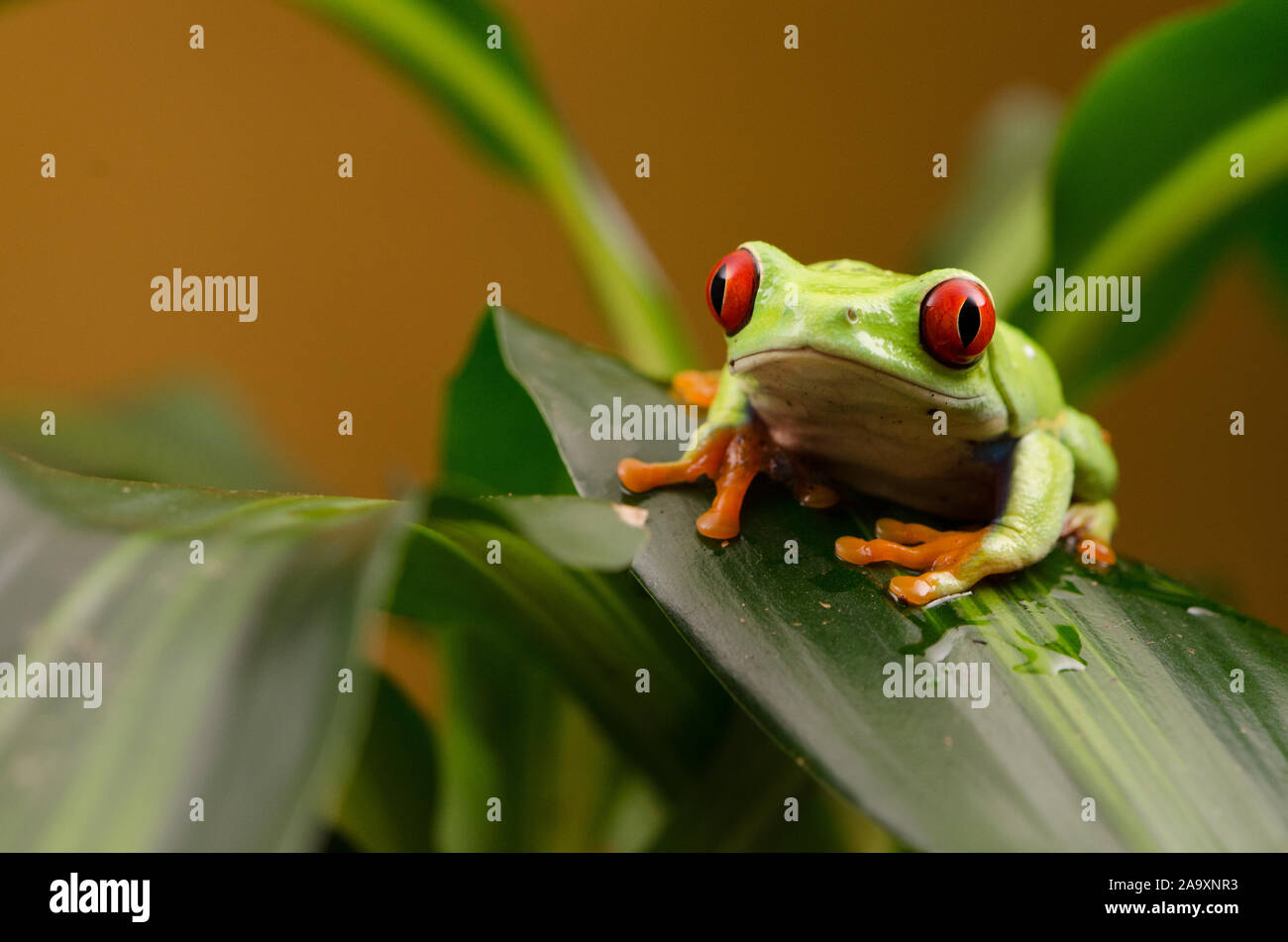 Red Eyed Green Tree Frog (Agalychnis callidryas) Stockfoto