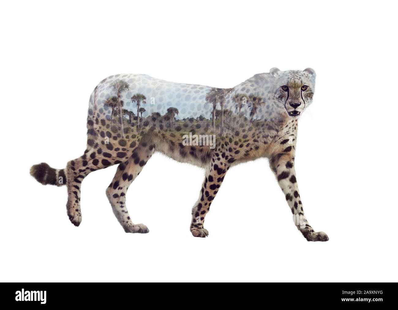 Doppelbelichtung walking Gepard auf weißem Hintergrund Stockfoto