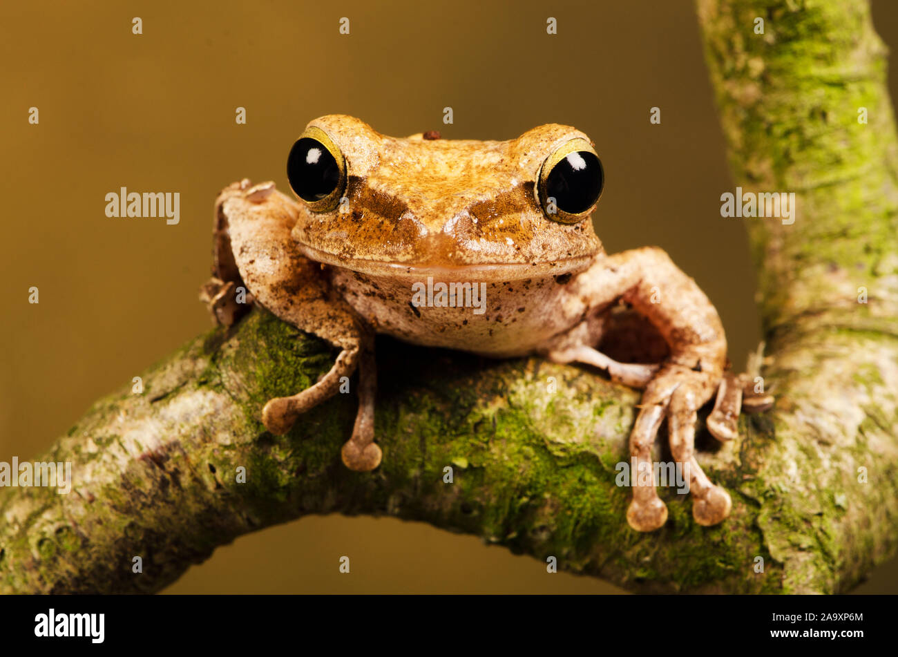 Grobe Frilled Laubfrosch (Rhacophorus Appendiculatus) Stockfoto