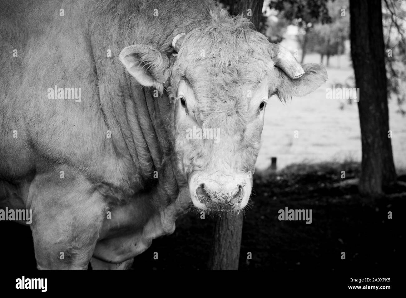 Riesige Stammbaum limosine Stier Kuh grasen in der Sonne auf einer Sommerwiese Stockfoto