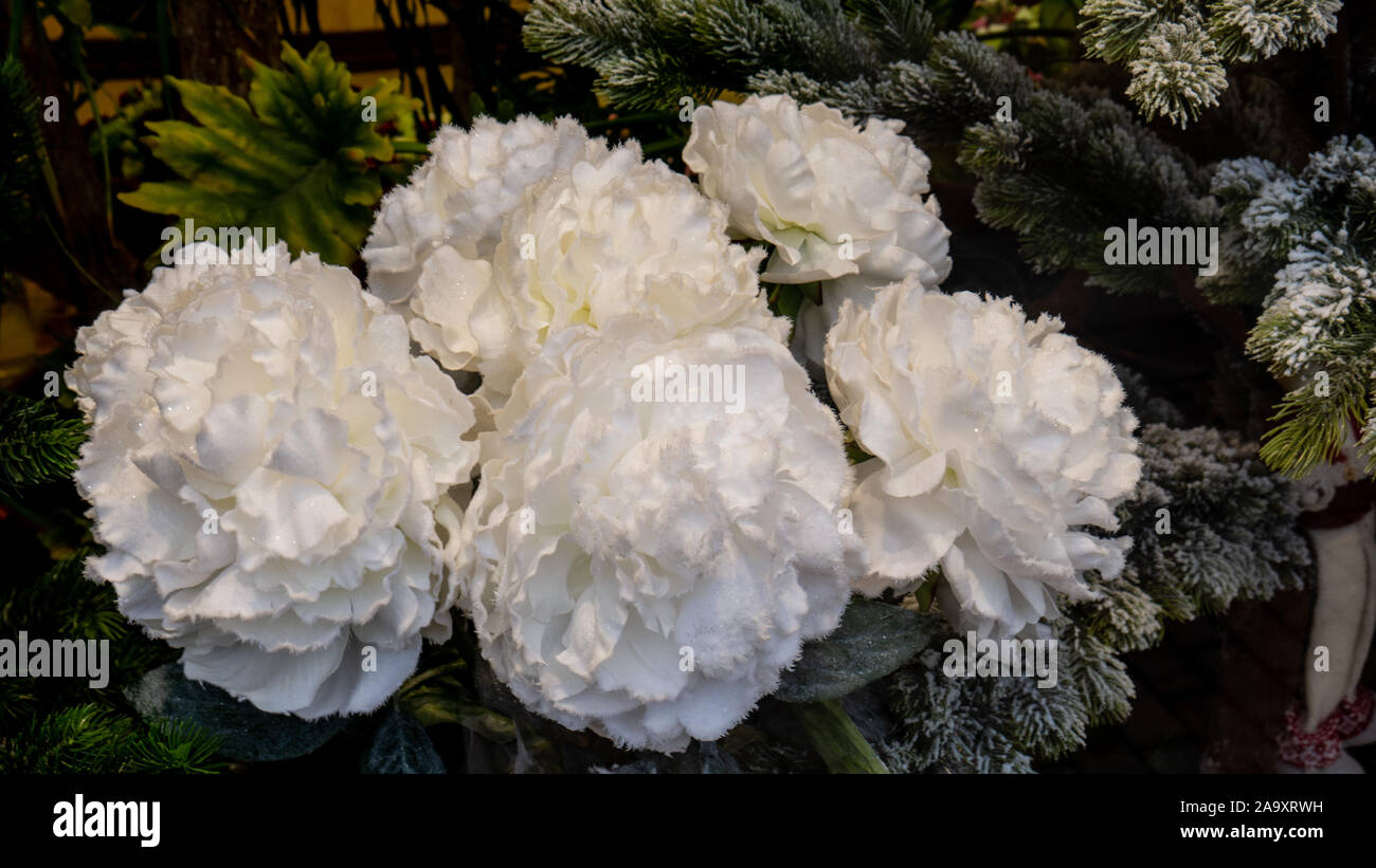 Blumen auf dem Hintergrund von Weihnachten Nadeln. Stockfoto