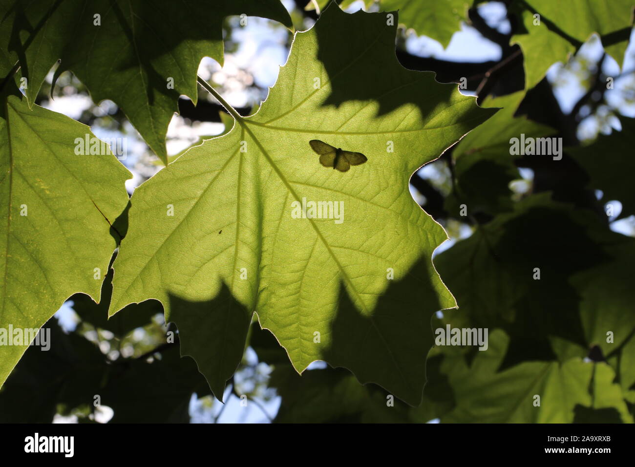 Motte Silhouette auf Blatt Stockfoto