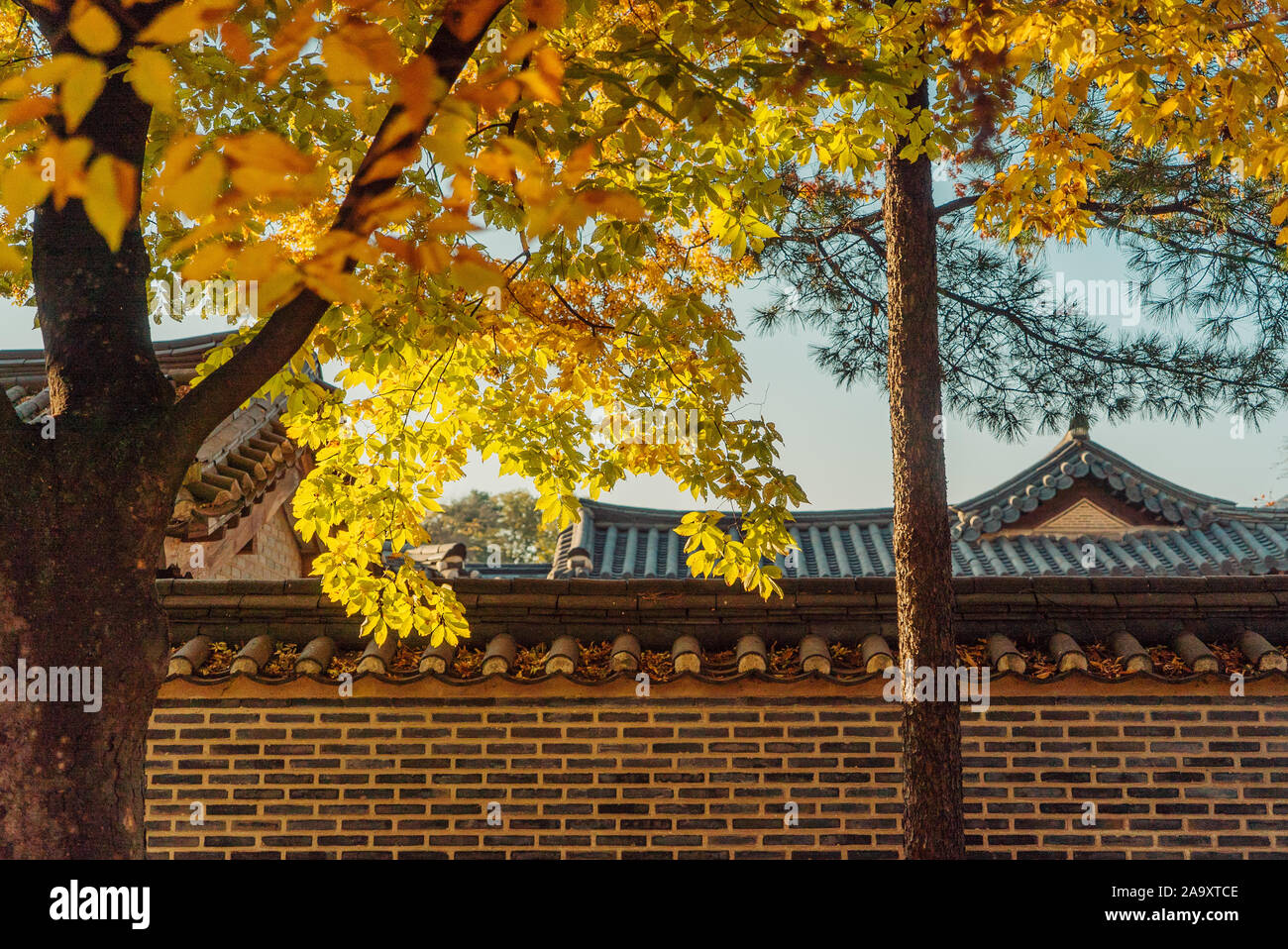 Herbst Baum vor der Wand der Oriental Palace Stockfoto