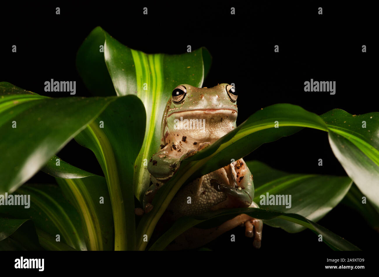 White's Tree Frog (Litoria caerulea) Stockfoto