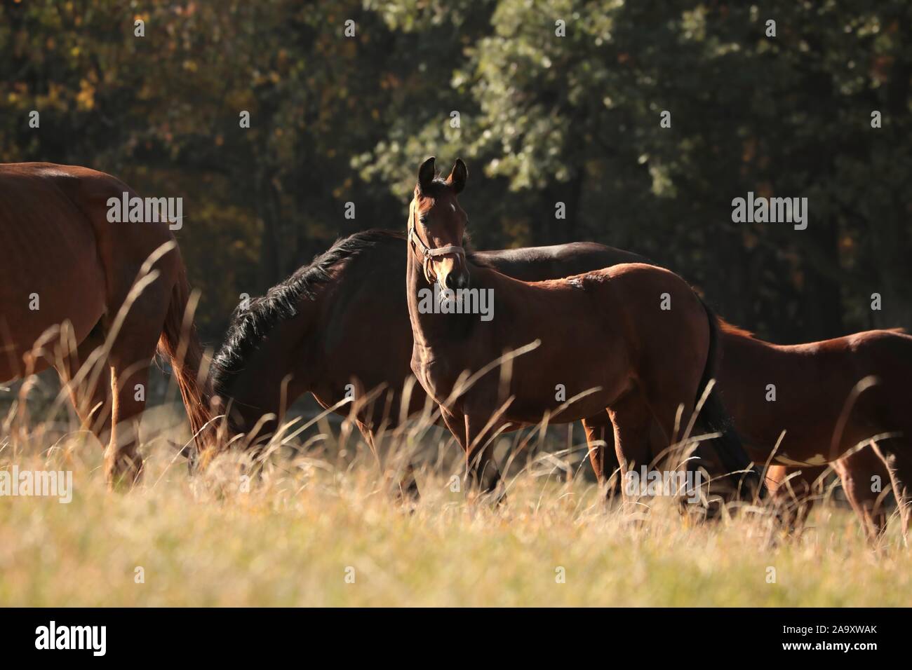Fohlen auf der Weide zu Beginn des Herbstes. Stockfoto