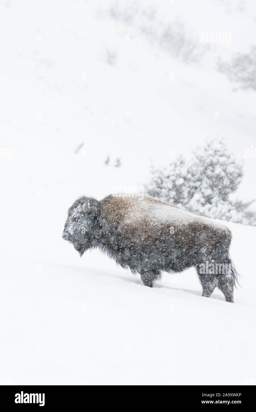 Amerikanische Bison (Bison bison) im Winter, stehen, ruht auf einem Hügel bei starkem Schneefall, Fell bedeckt mit Schnee, Yellowstone NP, Wyoming, USA. Stockfoto