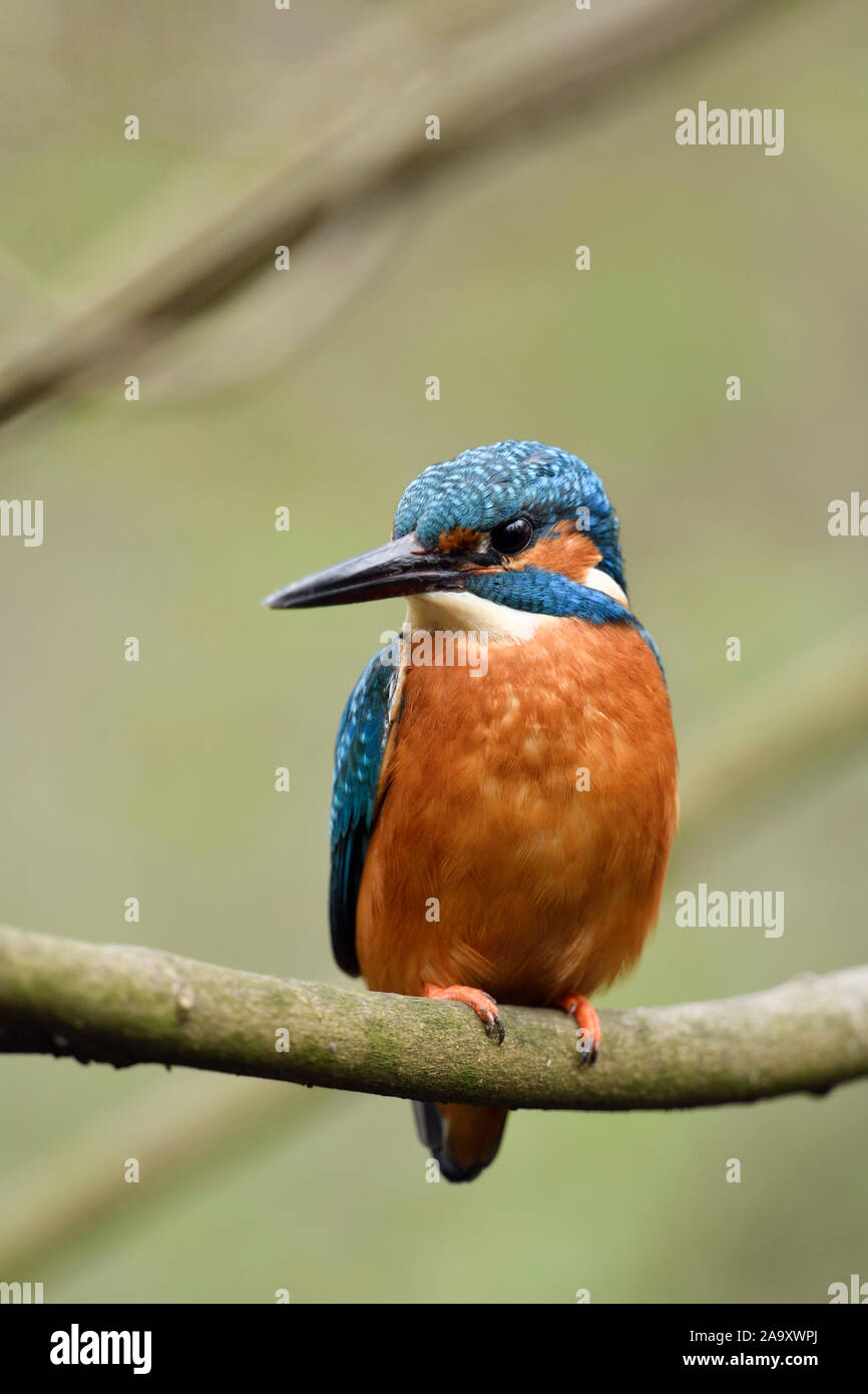 Eurasischen Kingfisher/Eisvogel (Alcedo atthis), männlicher Vogel auf einem Zweig eines Baumes, Vorderansicht, Wildlife, Europa thront. Stockfoto