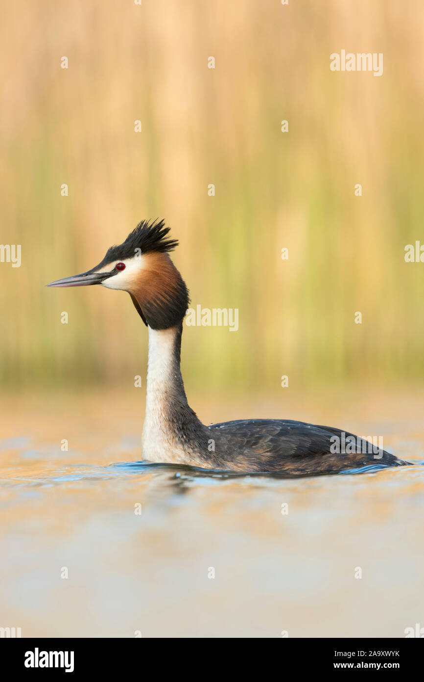 Haubentaucher (Podiceps cristatus) Schwimmen, Stretching seinen Hals, Kopf, aufmerksam, vor hellem Hintergrund, Europa. Stockfoto