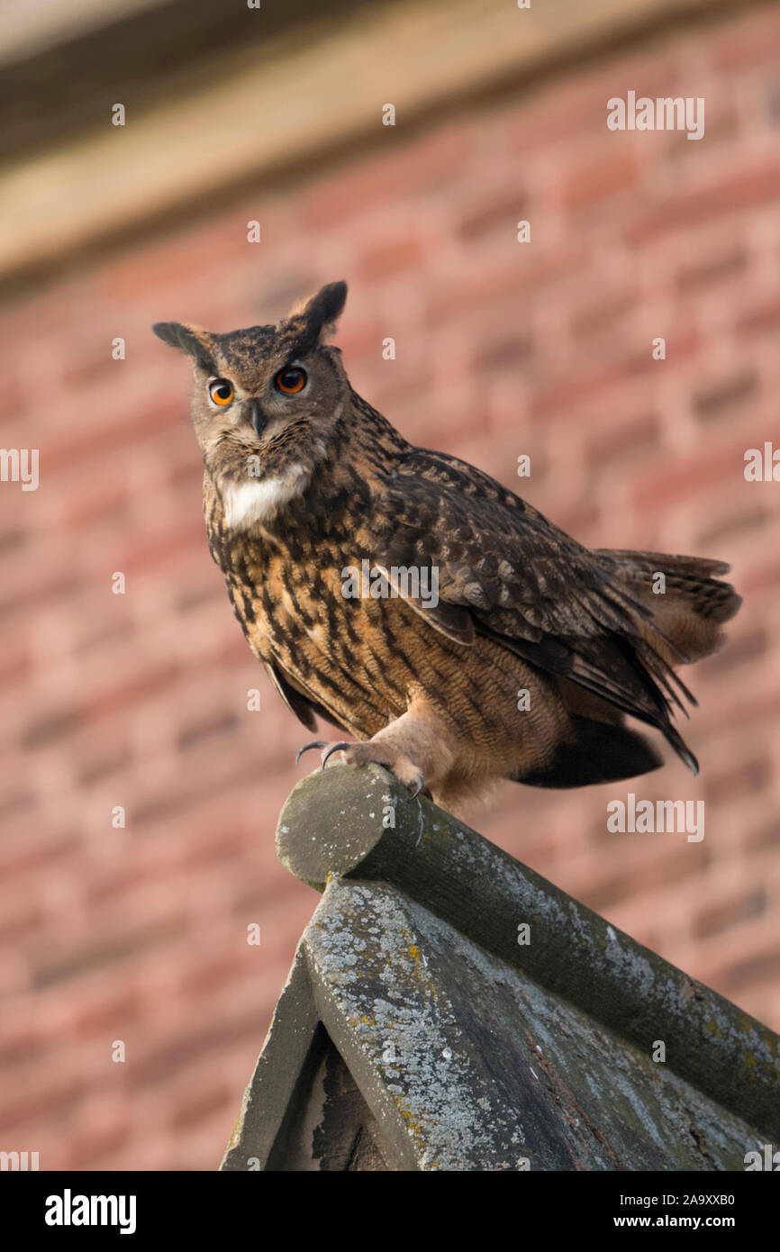 Europäische Uhu (Bubo bubo) erwachsenen männlichen, Sitzen, auf einer Kirche Dach thront, in städtischen Umgebung, umwerben, im Herbst, Wild, Europa. Stockfoto