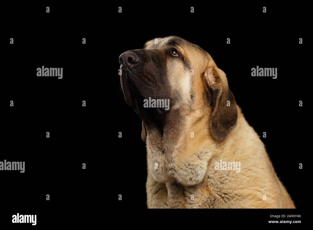 Portrait des spanischen Mastiff Hund Suchen auf isolierte schwarze Hintergrund Stockfoto