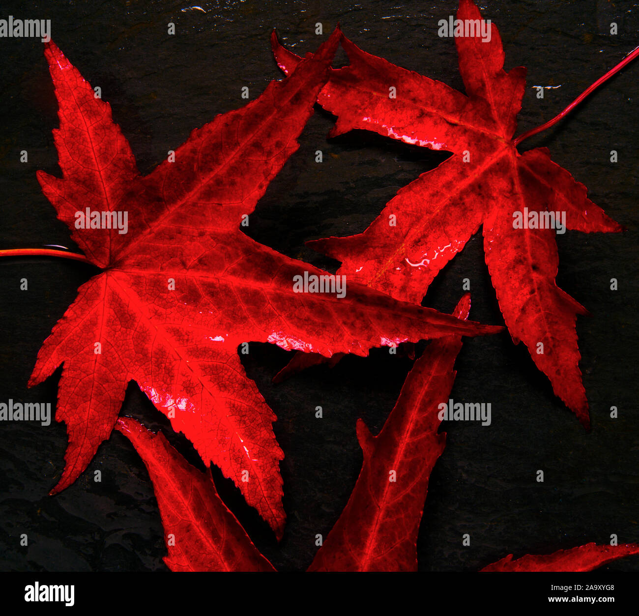 Blätter im Herbst. Stockfoto