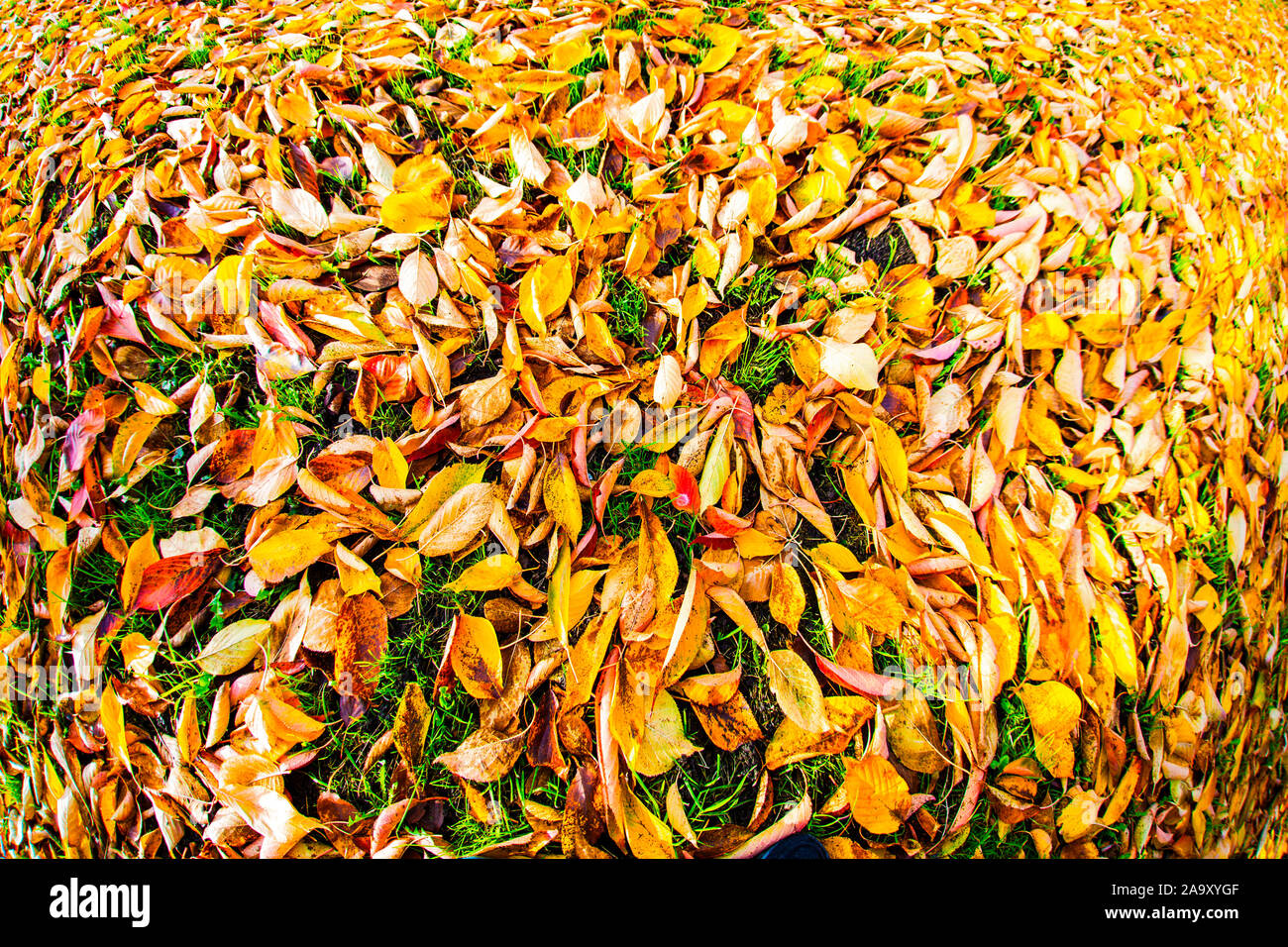 Blätter im Herbst. Stockfoto
