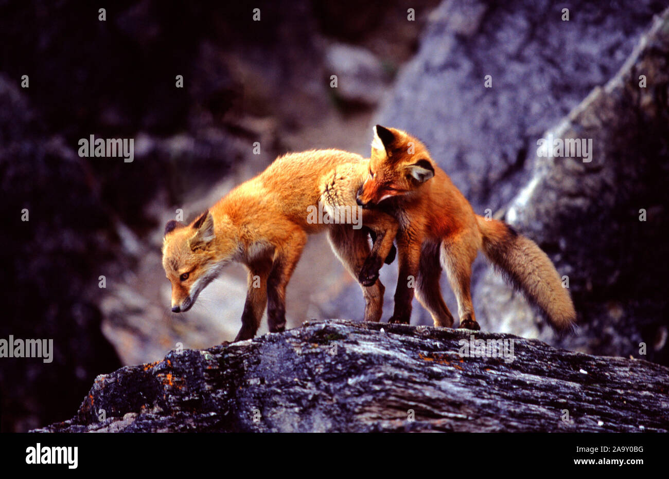 Zwei spielende Rotfuchswelpen in Fels; zwei Spielen Red Fox Pubs in Fels; Vulpes vulpes; Denali NP, Alaska, USA Stockfoto
