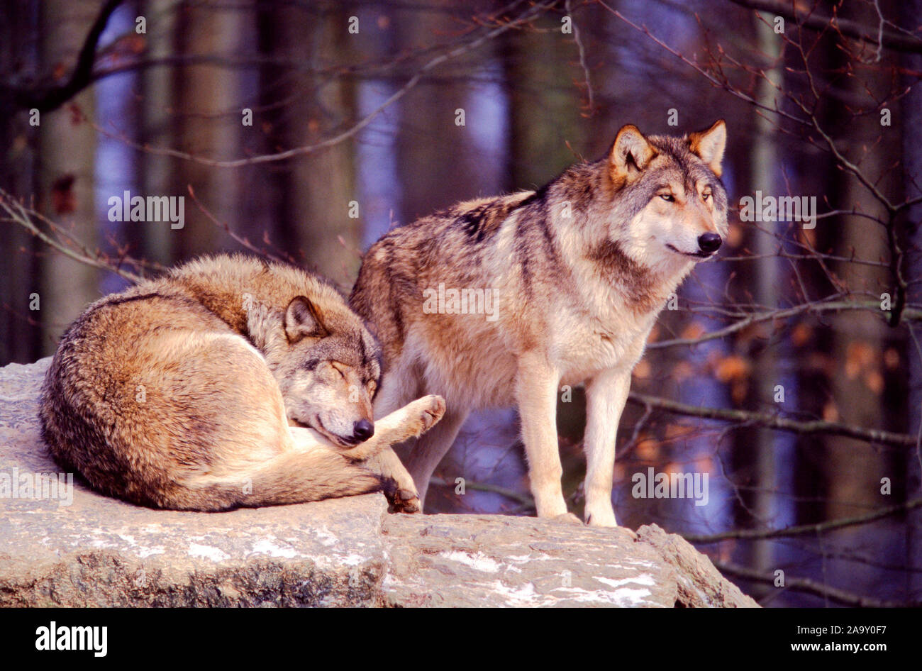 Zwei Wölfe in Fels; zwei Wölfe auf Felsen; Canis lupus; Deutschland Stockfoto