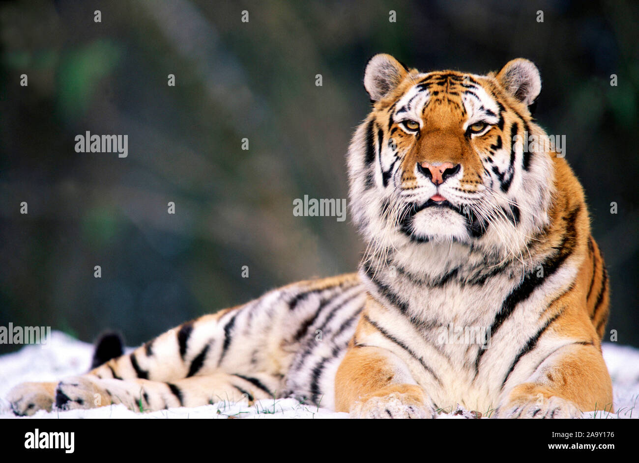 Sibirischer Tiger Ausschau hält; sibirische Tiger Panthera tigris Ausschau; altaica; München, Deutschland Stockfoto