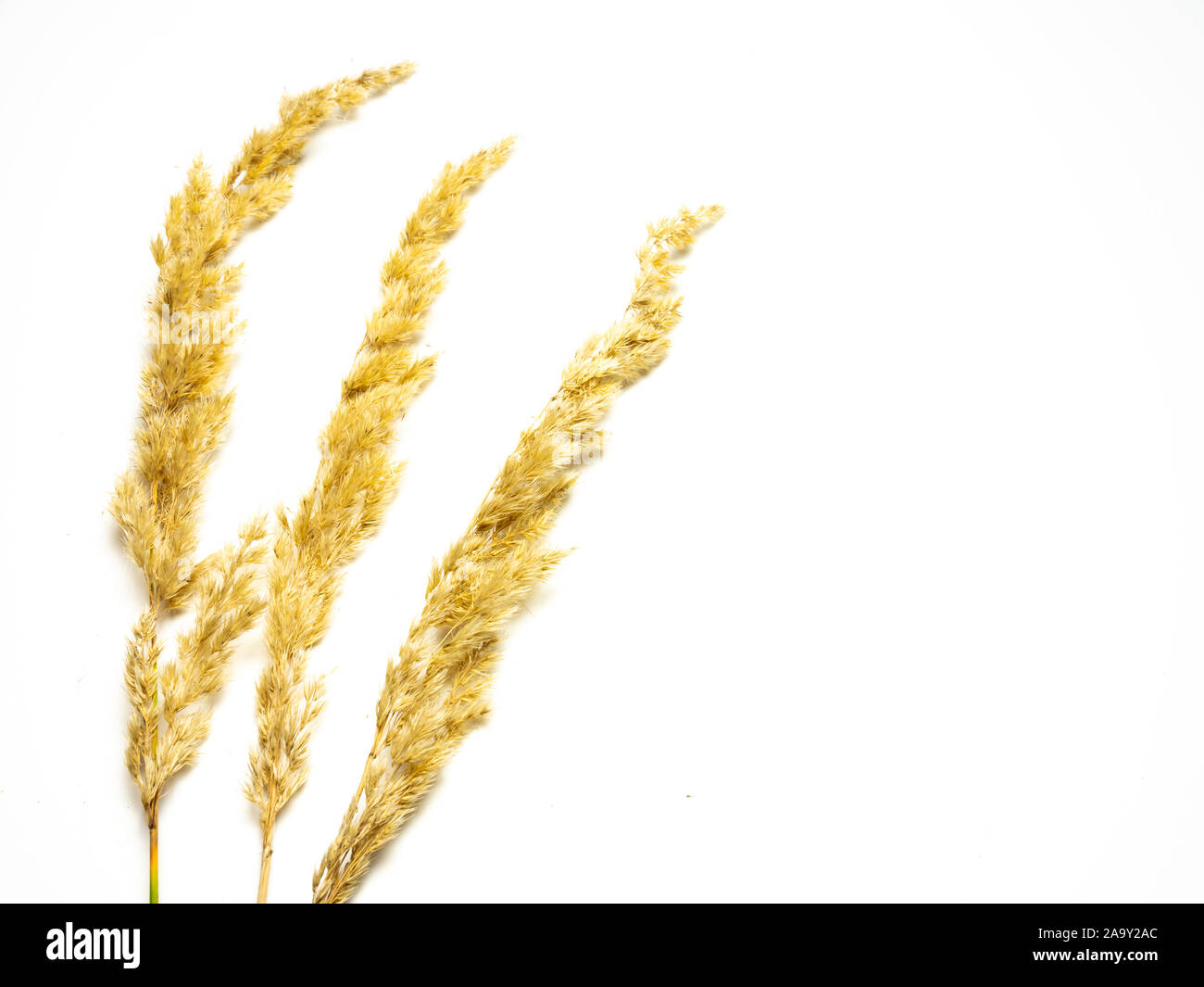 Getrocknete Gräser auf weißem Hintergrund Stockfoto