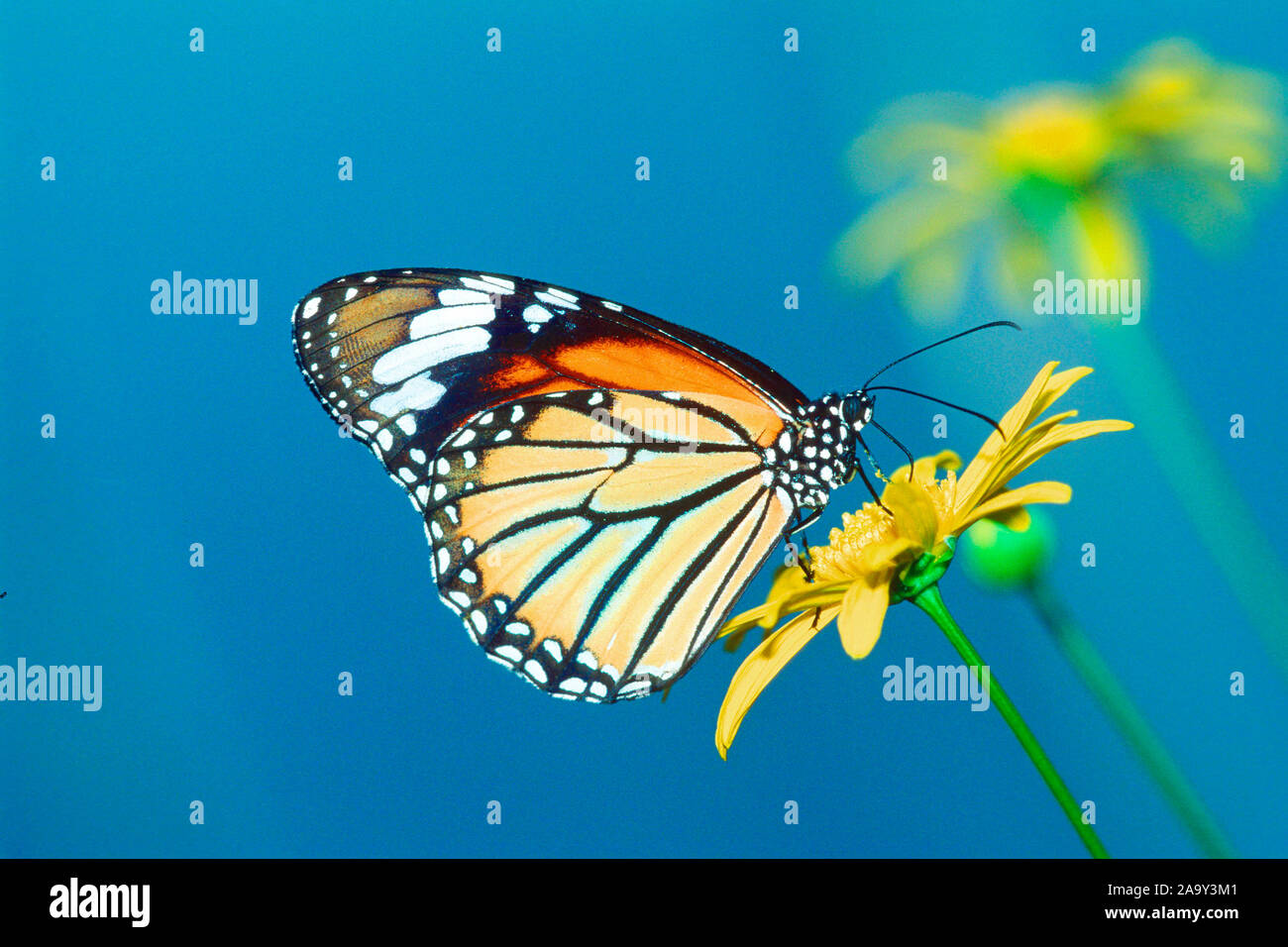 Tiere, Kämpfen, Falter, Schmetterling, Schmetterling, Monarchfalter, Monarch Butterfly, Danaus plexippus, Schmetterlingsgarten, Schweiz, Stockfoto