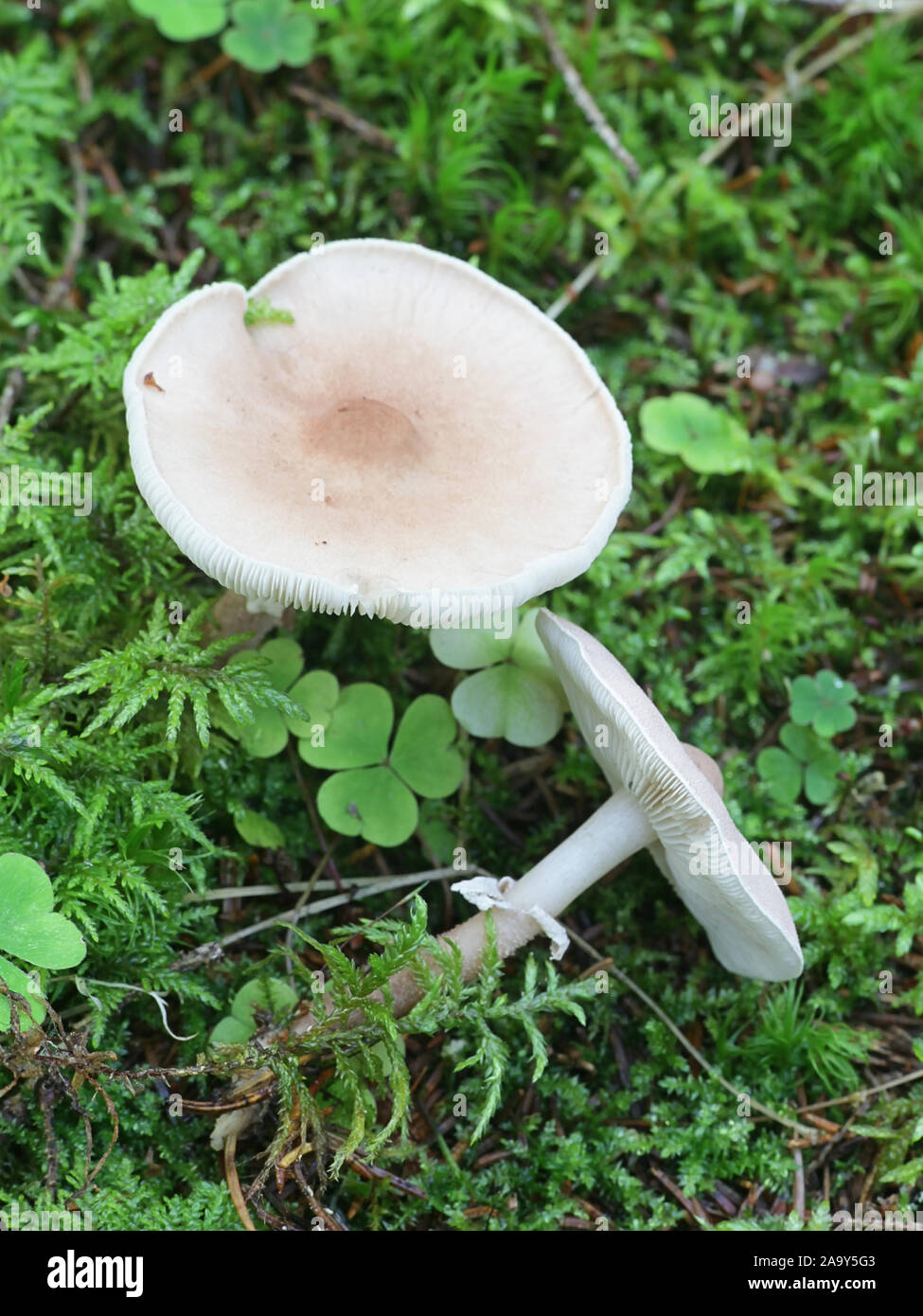 Cystoderma carcharias, bekannt als die Perligen Powdercap, Pilze aus Finnland Stockfoto