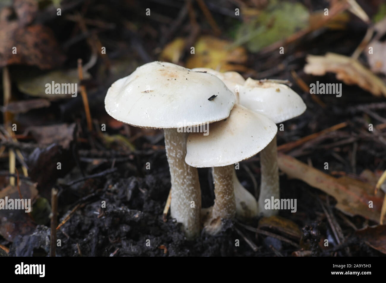 Hebeloma crustuliniforme, wie poisonpie oder Fee kuchen Pilz bekannt Stockfoto