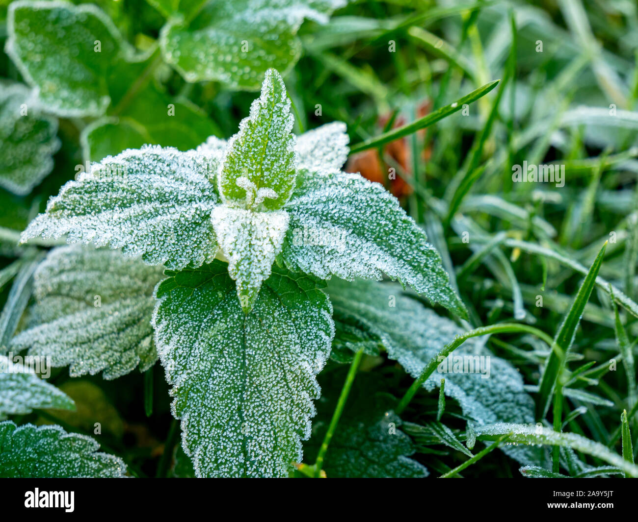 Grüne eisigen Brennnessel im Winter Stockfoto