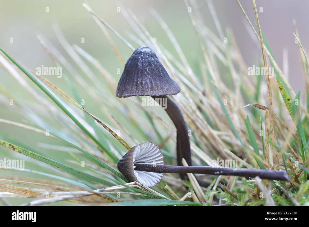 Mycena Mycena galopus leucogala oder Var. leucogala, bekannt als das Melken Motorhaube oder die Milch-drop mycena Stockfoto