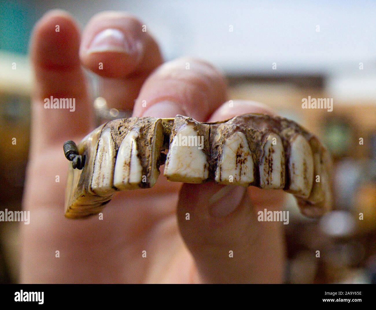 Isabel Murtough, einem Schätzer an Hansons Auktionatoren in Derbsyhire, mit einem 200 Jahre alten Satz von falsche Zähne, von denen erwartet wird, dass sie für bis zu £ 7.000 an der Auktion am 25. November zu verkaufen. Stockfoto