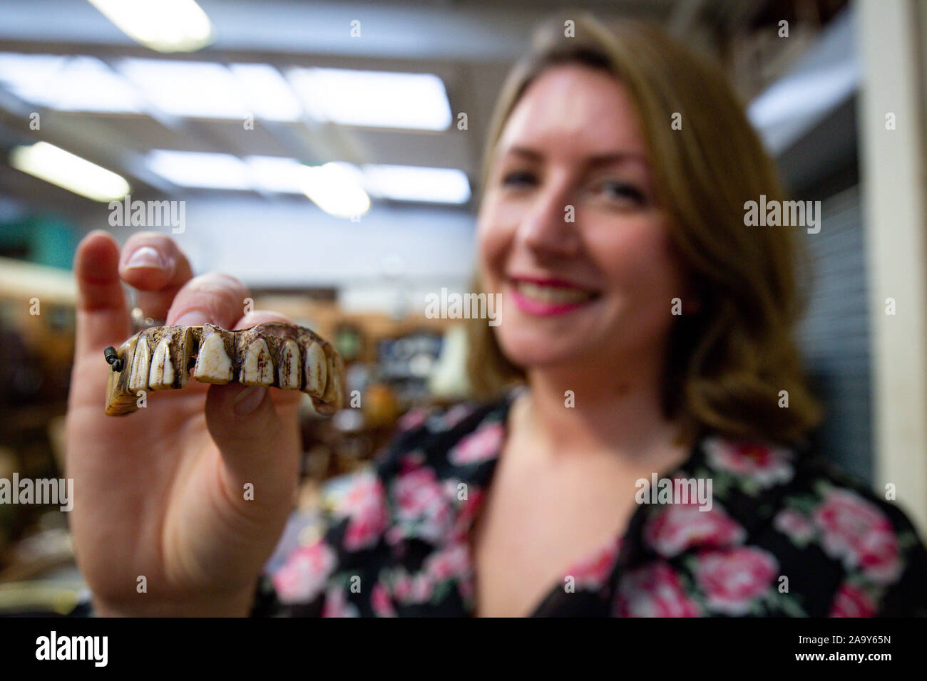 Isabel Murtough, einem Schätzer an Hansons Auktionatoren in Derbsyhire, mit einem 200 Jahre alten Satz von falsche Zähne, von denen erwartet wird, dass sie für bis zu £ 7.000 an der Auktion am 25. November zu verkaufen. Stockfoto