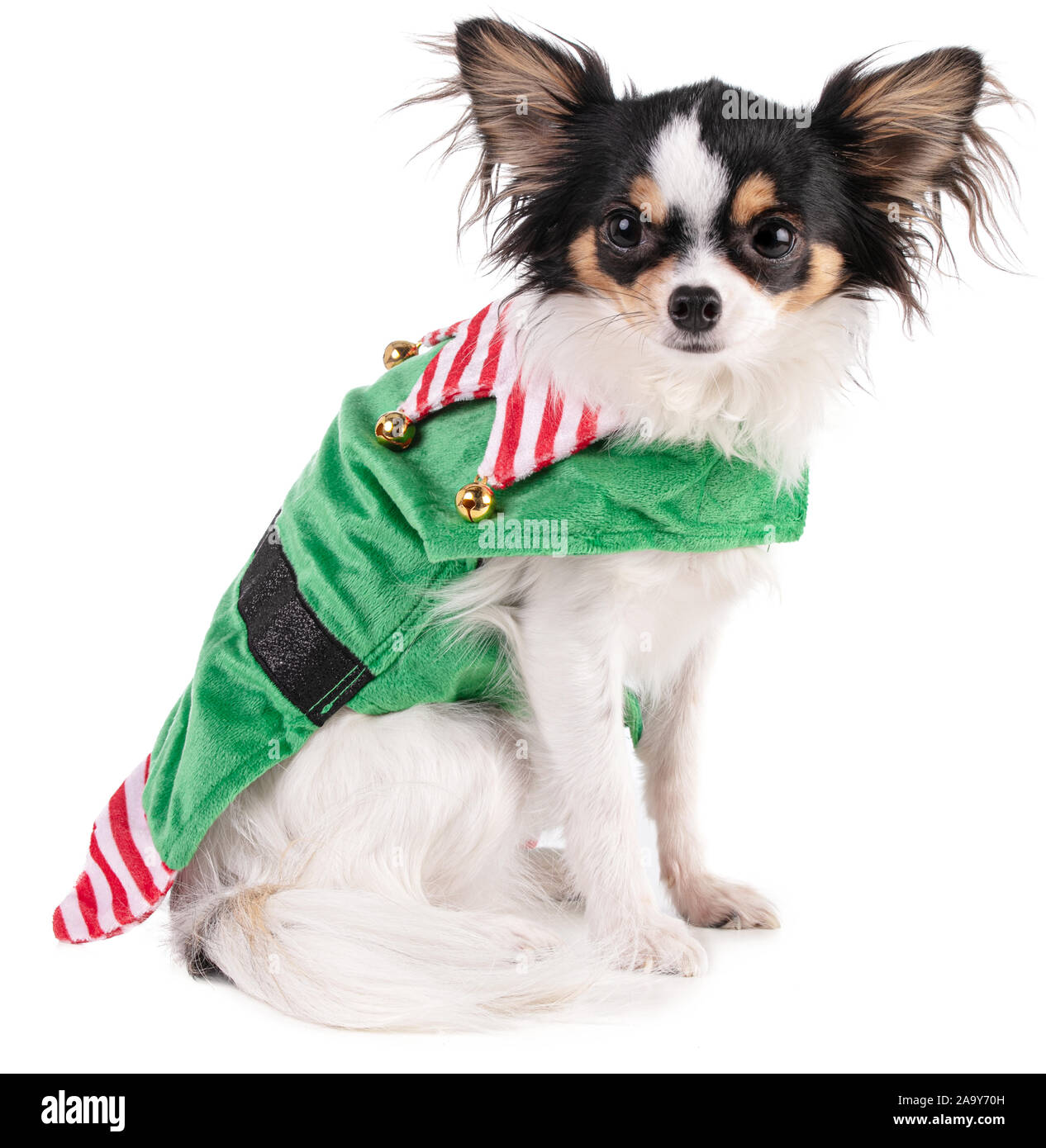 Chihuahua in einem Goblin outfit Sitzen für Weihnachten auf weißem Hintergrund Stockfoto