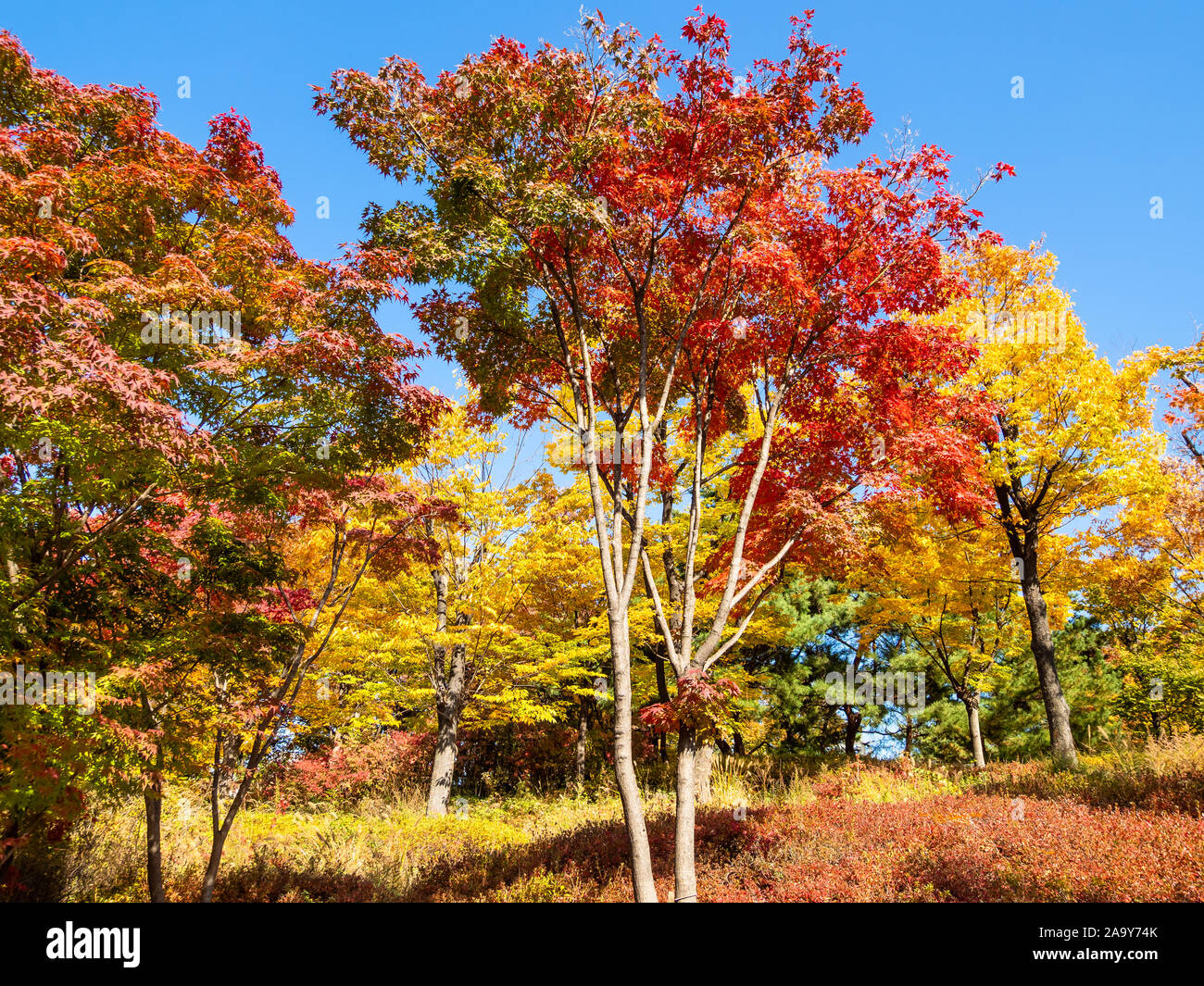 Reisen nach Südkorea - bunte Ahorn (japanische Ahorn, Acer palmatum) in Namsan Park in Seoul City an sonnigen Herbsttag Stockfoto