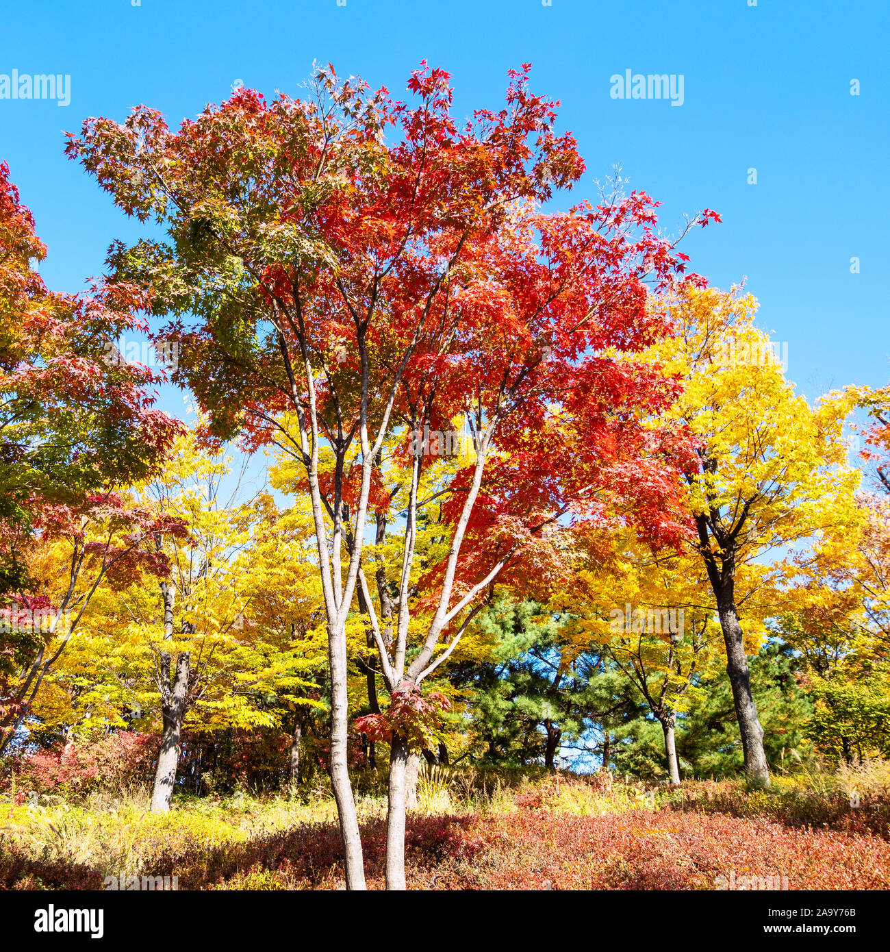 Reisen nach Südkorea - roter Ahorn (japanische Ahorn, Acer palmatum) in Namsan Park in Seoul City an sonnigen Herbsttag Stockfoto