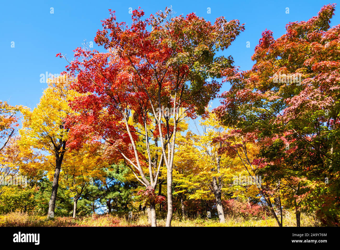 Reisen nach Südkorea - Mehrfarbige Ahorn (japanische Ahorn, Acer palmatum) in Namsan Park in Seoul City an sonnigen Herbsttag Stockfoto