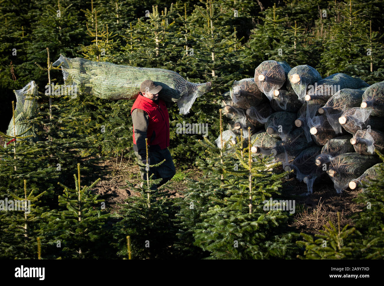 Weihnachtsbäume werden im Stockeld Park, Yorkshire's größter Weihnachtsbaumplantage, geerntet. PA-Foto. Bilddatum: Montag, 18. November 2019. Stockeld Park wachsen eine halbe Million Bäume und ernten 35,000 Bäume zum Verkauf in diesem Jahr, wie sie einen neuen Haus Lieferservice für ihre Bäume starten. Bildnachweis sollte lauten: Danny Lawson/PA Wire Stockfoto