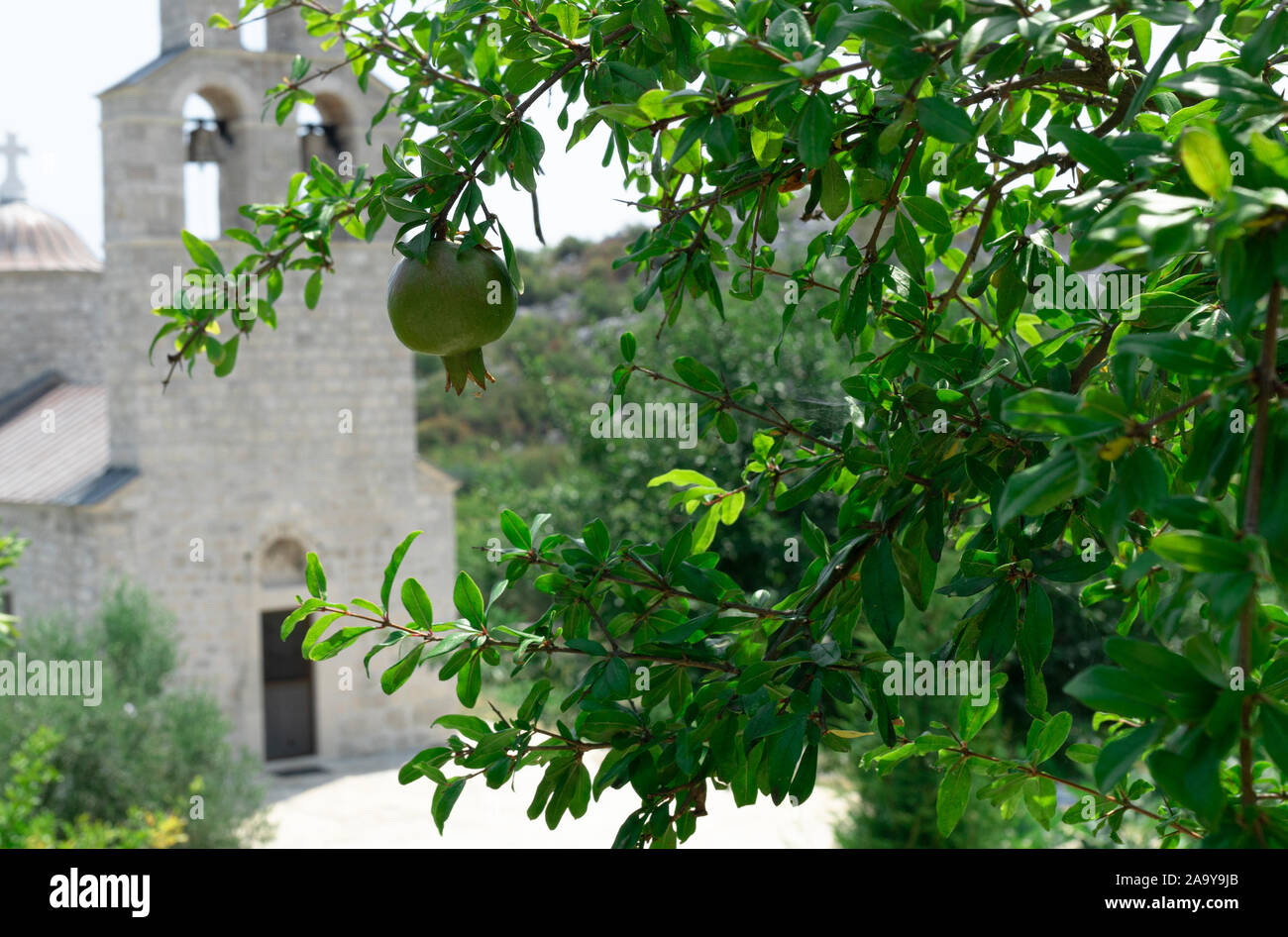 Der heilige Frucht. Grüne Granat. Weibliche Kloster Beska. Murichi. Skutari See. Montenegro. Stockfoto