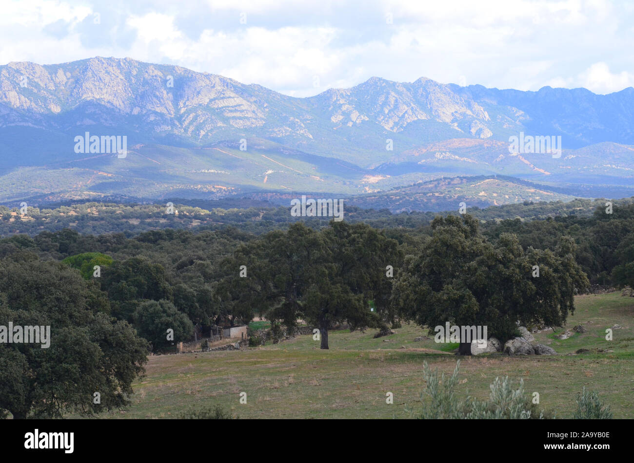 Öffnen eiche Woodland (Dehesas) in Azuel, Sierra Morena (Andalusien, Südspanien), einer der letzten Hochburgen der Iberische Luchs Stockfoto