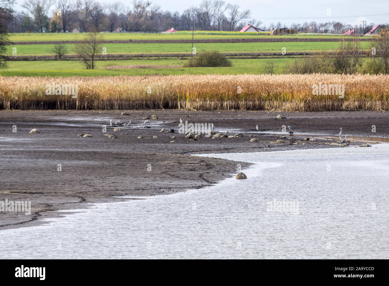 Wasser aus dem Teich abgelassen. Vögel für Lebensmittel im Schlamm suchen. Das Schilf und die Bäume im Hintergrund. Fischindustrie. podlasien, Polen. Stockfoto