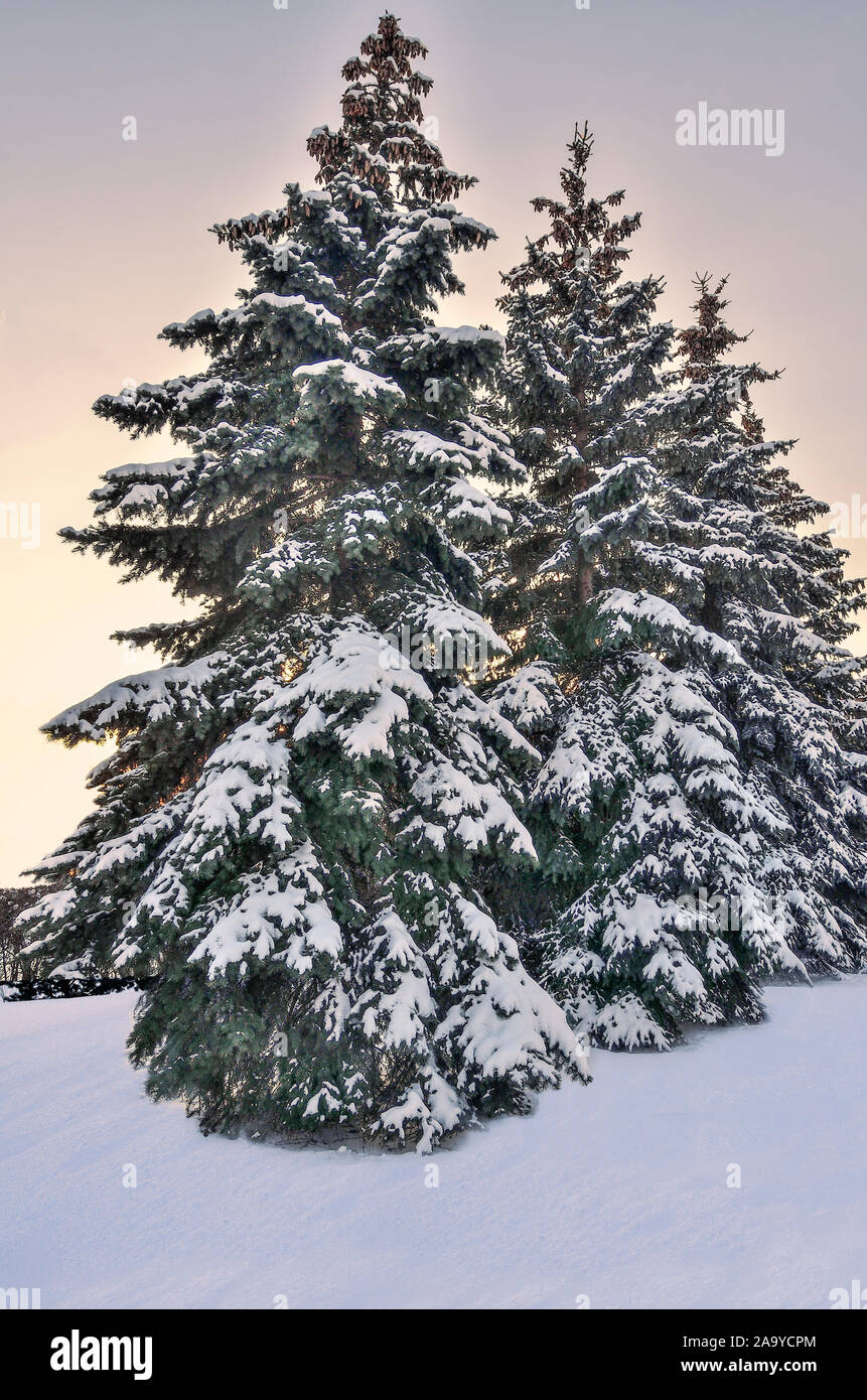 Schöne Winterlandschaft mit Gruppe von schneebedeckten blauen Tannen im City Park oder Wald auf einem sanften Blau mit rosafarbenen Sonnenuntergang oder Sunrise Stockfoto