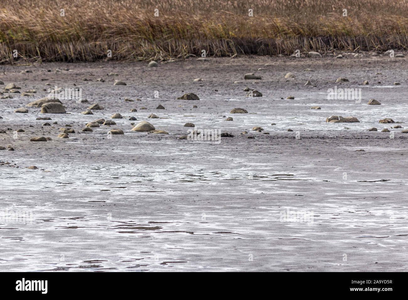 Herbst. Ein Teich für die Zucht von Fisch ohne Wasser. Die Steine liegen auf dem Schlamm unten. Im Hintergrund Rohrkolben. Fischerei. Podlasien, Polen. Stockfoto