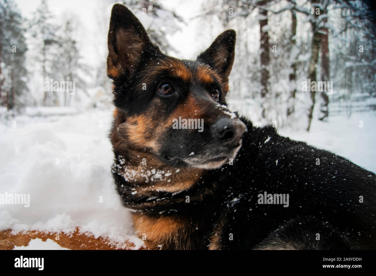 Deutscher Schäferhund liegend auf dem Schnee. Freut sich über den Schnee. Stockfoto