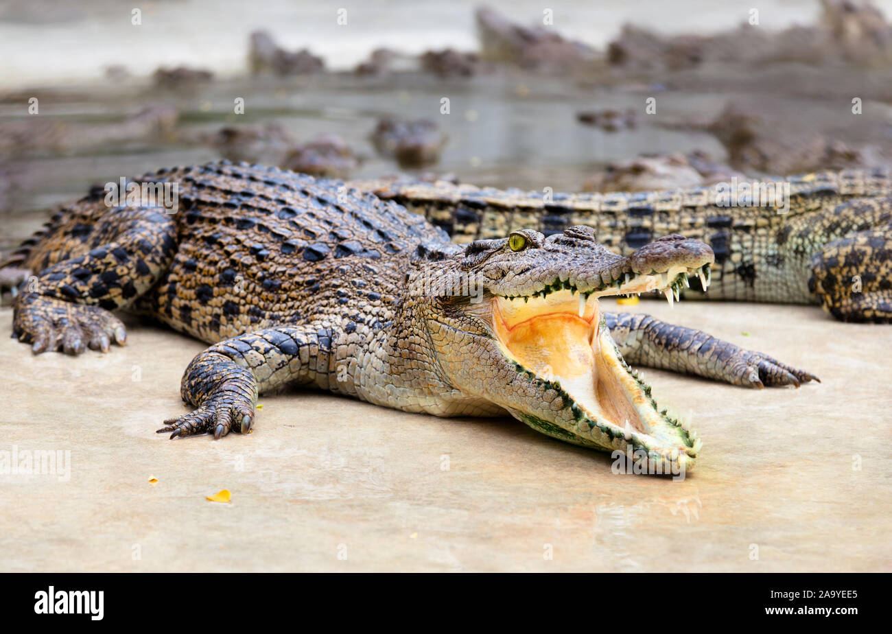 Reptilien von thailand -Fotos und -Bildmaterial in hoher Auflösung – Alamy