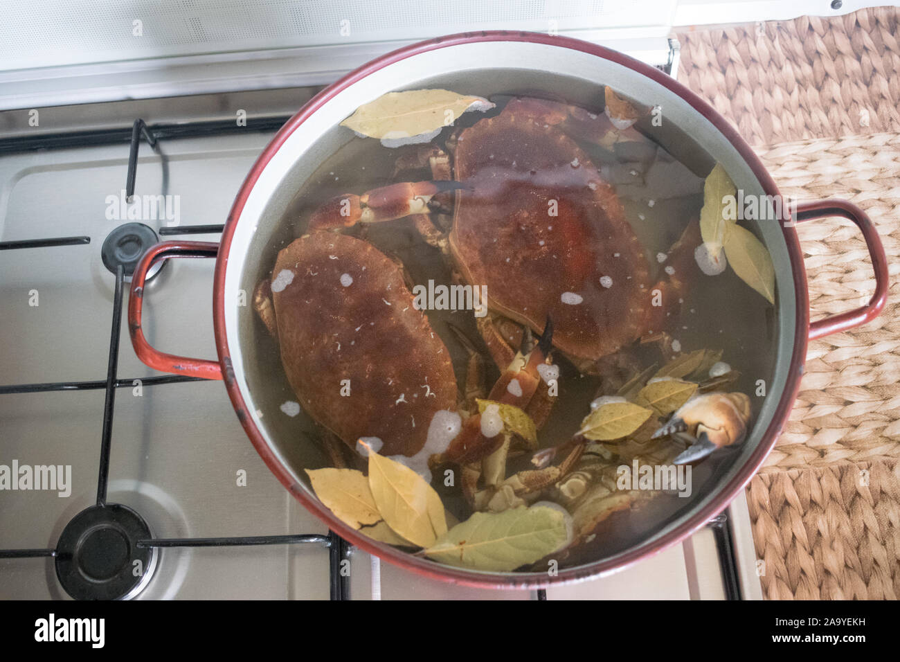 Krabben in einem Topf mit kochendem Wasser Stockfoto