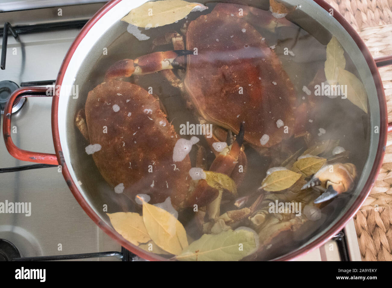 Kochen Krebse in einen Topf mit kochendem Wasser und Lorbeerblätter Stockfoto