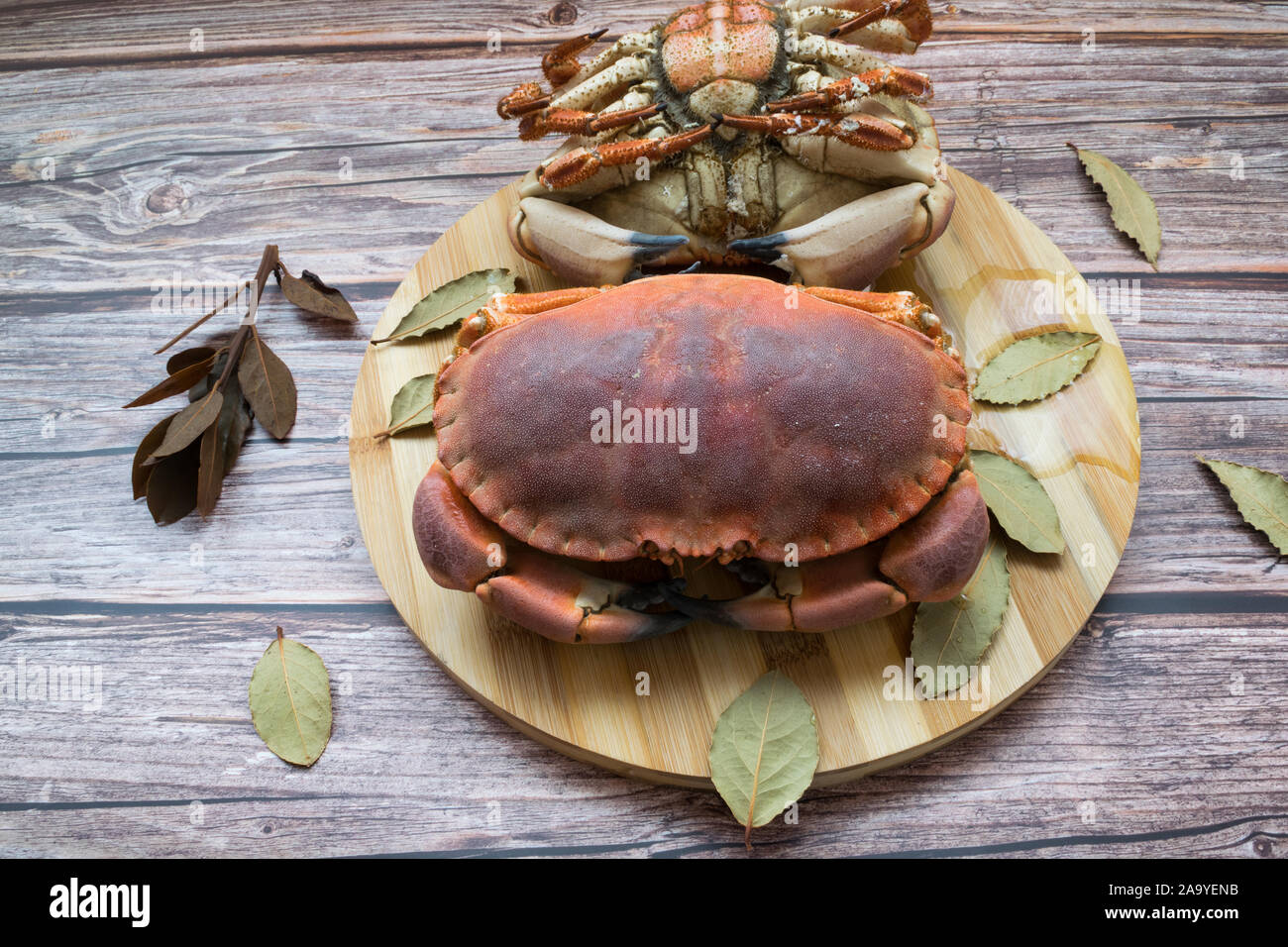 Große Krabbe auf einem Holztisch gedämpft. Typische Galicien dish Stockfoto