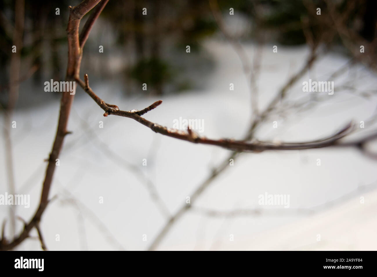 Ein Zweig eines Baumes, wenn der Schnee schmilzt. Die Ankunft des Frühlings und die Änderung des Jahres Stimmung bis zum Frühjahr. Stockfoto