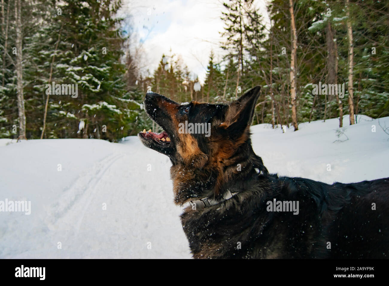 Deutscher Schäferhund sitzend in der Mitte des Waldes und in den Himmel schauend. Posieren für ein Porträt, sie will in einem Frame zu hängen. Stockfoto