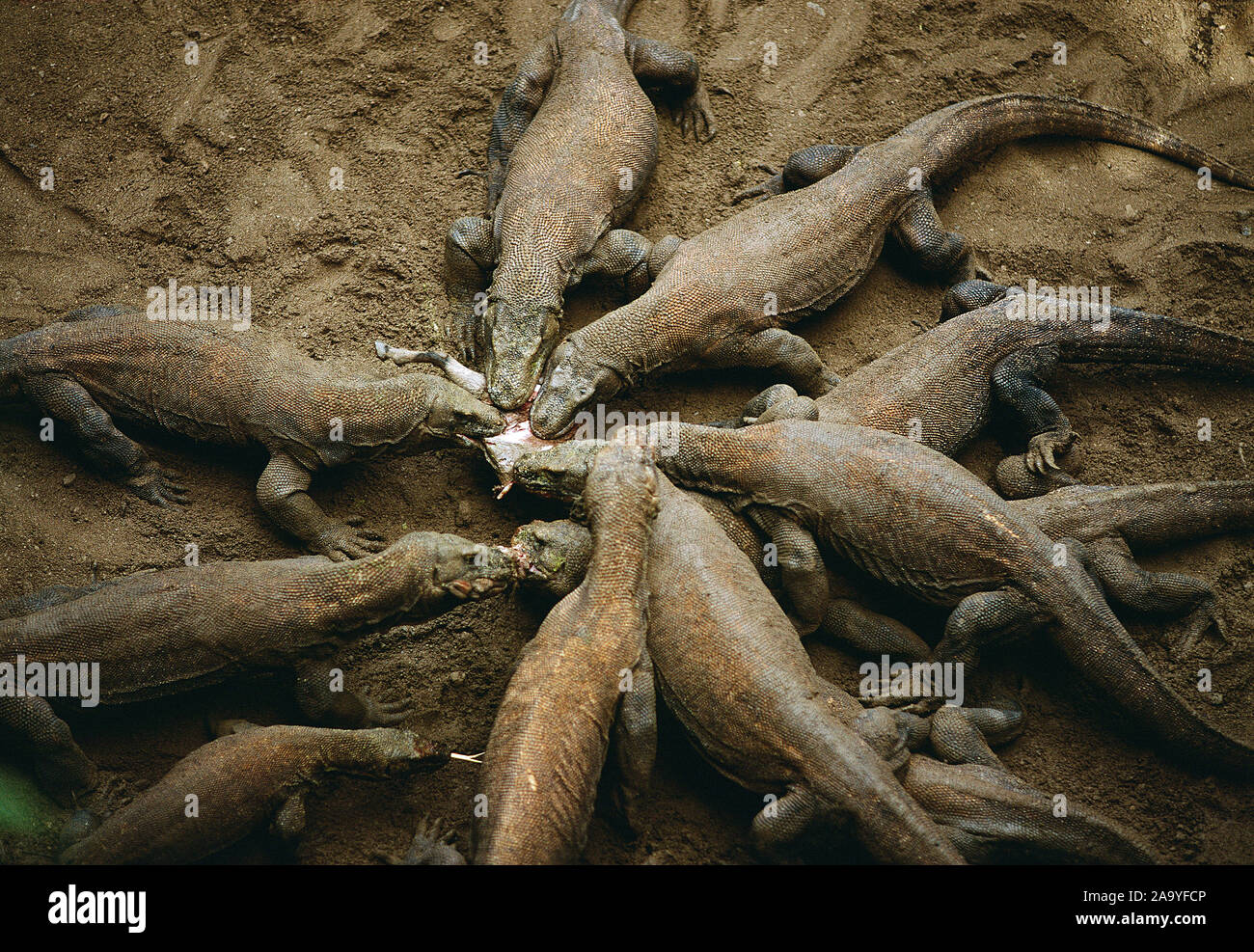 Indonesien. Insel Komodo. Tierwelt. Komodo Drachen in Feeding Frenzy. Stockfoto