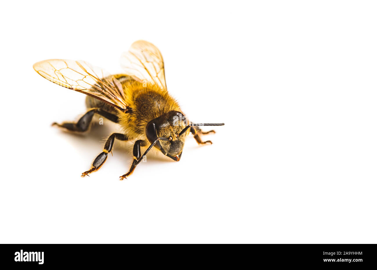 Honey Bee Makro, auf weißem Hintergrund. Bee-Konzept. Kopieren Raum auf der rechten Seite Stockfoto