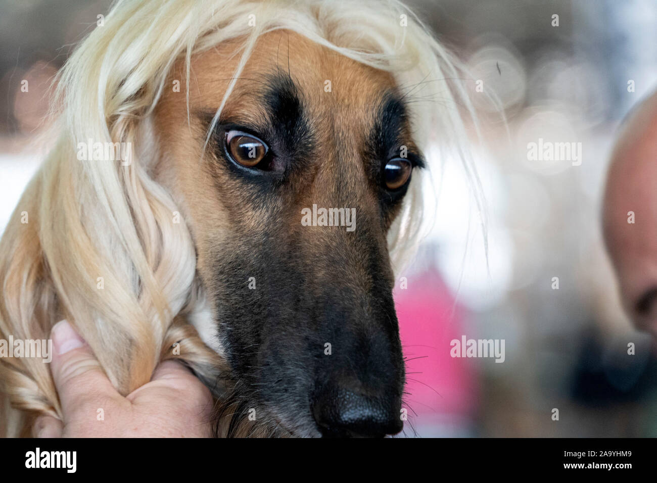 Afghanischer Windhund portrait Stockfoto