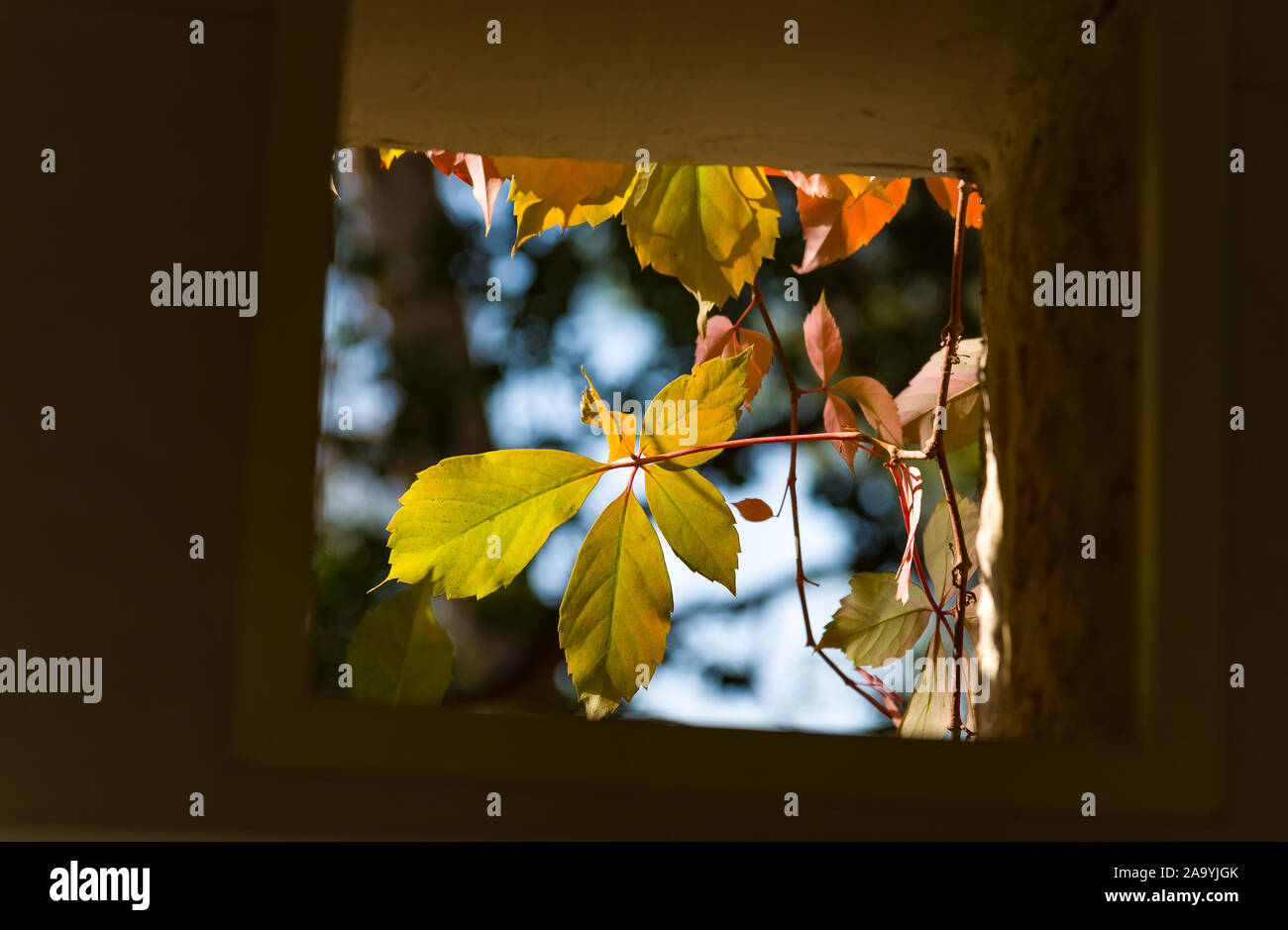 Blätter im Herbst draußen ein Fenster Low Angle. Blätter im Herbst in einem dunklen Fenster. Stockfoto