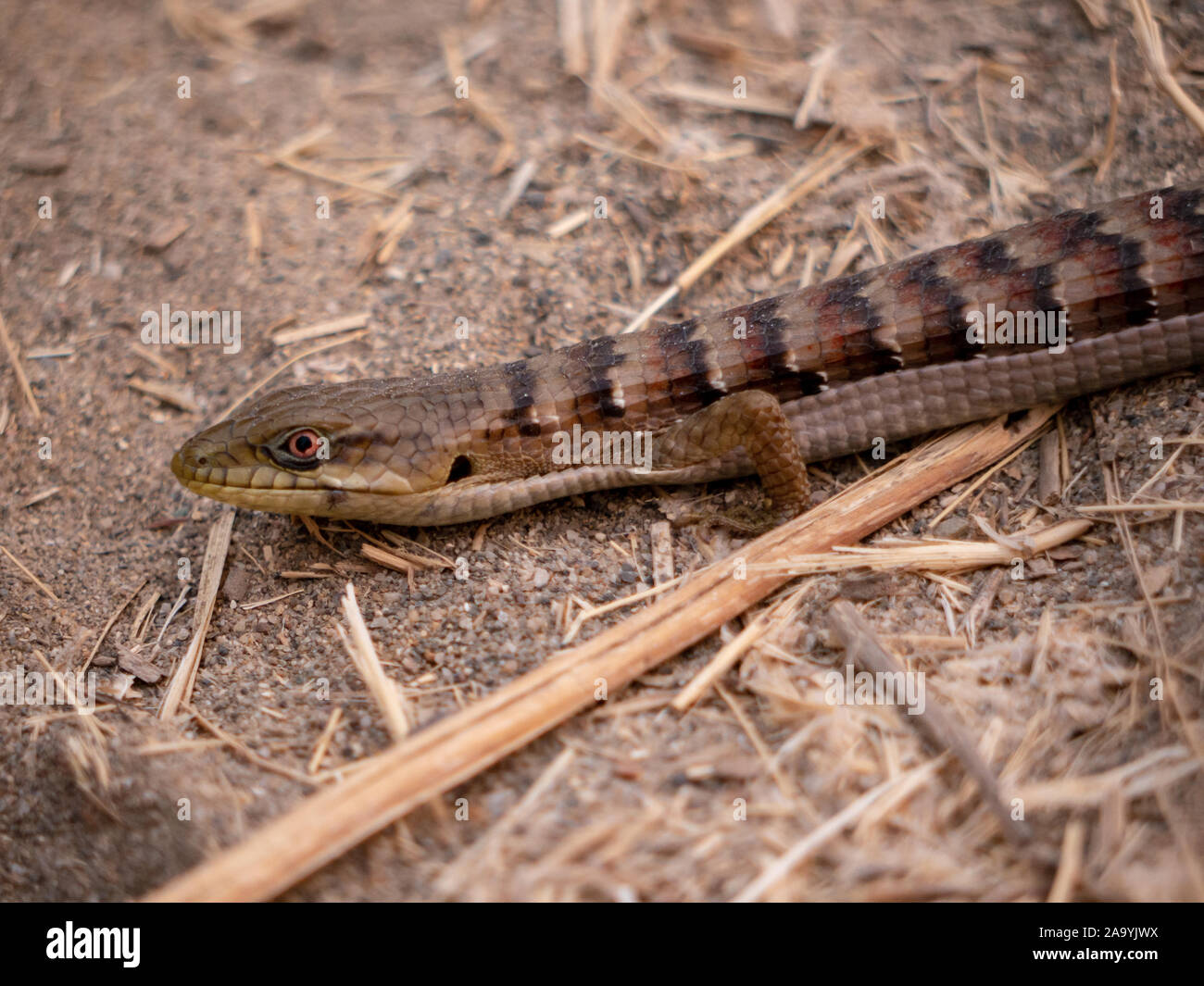 Western krokodil Echse Nahaufnahme Detail shot Stockfoto