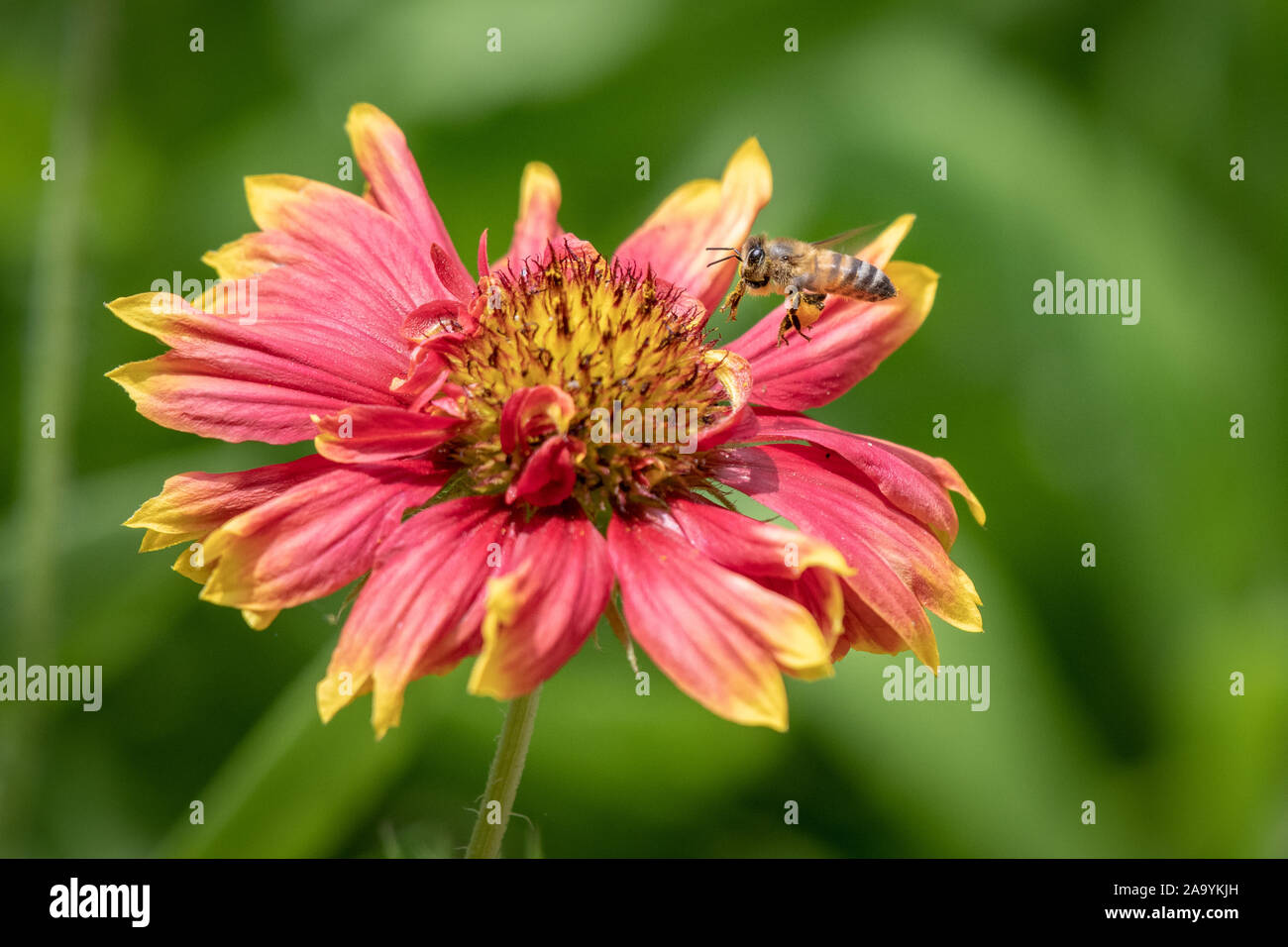 Biene mit Beinen, beladen mit Pollen schweben an bunte Blume Stockfoto
